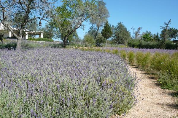 Lavender field